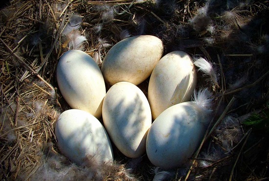Kaz Yumurtası